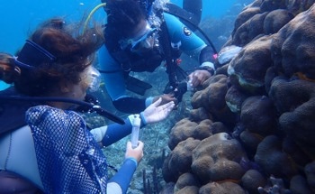 New Approach to Coral Reef Conservation