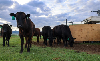 Seaweed Shows Promise in Reducing Cattle's Climate Impact