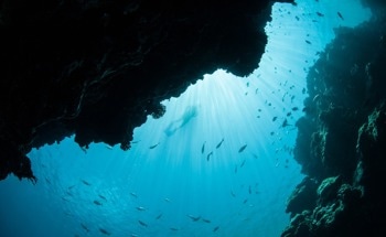 DARPA Funds $7.8M Project to Harness Marine Microbes for Sustainable Energy