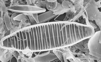 Diatomaceous Earth Outperforms Silica in Removing Water Pollutants