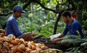 Climate Change Threatens Cocoa Production