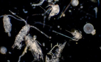 Light-Based Technology Boosts Zooplankton to Aid Coral Survival