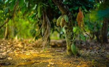 Study Highlights Hidden Crisis in Cocoa Farming: How Pollination Affects Chocolate Production
