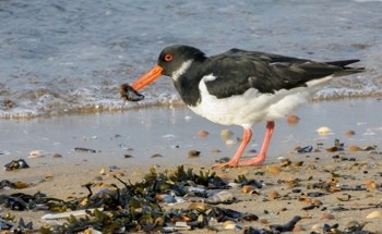 How PFAS Bioaccumulate in Shellfish and Shorebirds and What it Means for Human Health