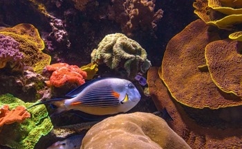 Why Some Coral Reef Fishes are More Resilient to Heat than Others