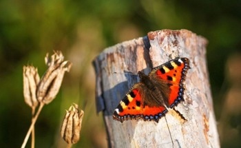 2024 Officially One of the Worst Years on Record for UK Butterflies