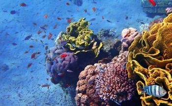 'Revive Our Ocean' Initiative Gives Hope to Vulnerable Coastal Regions