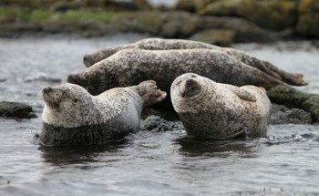 New Report Charts Path to Unlocking Scotland’s Tidal Rnergy Potential