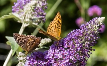 Will Butterfly Populations "Bounce Back"? Creating a Wildlife Haven in Your Garden Could Help