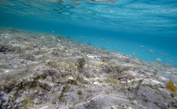 Study Reveals Deep-Sea Sediments Play Role in Global Trace-Metal Cycling