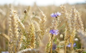 Agricultural Waste Can Become the Clothes of the Future