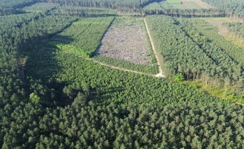 New Study Redraws the Map on Global Reforestation Potential