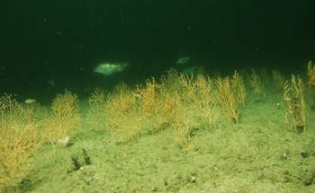 Extraordinary Sea Fan Reef Discovered off England’s Southwest Coast During Filming of ‘Ocean with David Attenborough’