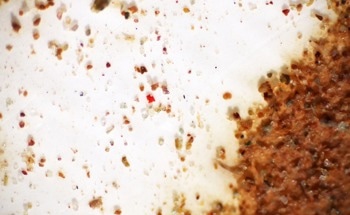 Study Reveals Hidden Risks of Microplastics in Agriculture