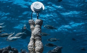The Italian Artist Hoping to Restore Coral Reefs Worldwide| Falling Walls Science Summit, 6–9 Nov 2025, Berlin