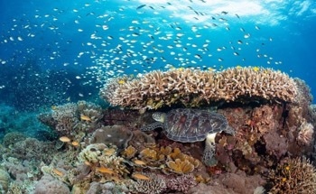 WCS Launches Global Strategy to Secure the Future of Coral Reefs in a Changing Climate