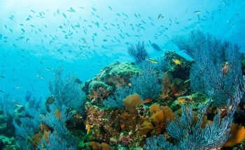 AI-Powered Monitoring Boosts Marine Conservation Efforts