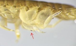 Microplastics: Tiny Tire Particles Found to Stick to and Be Eaten By Estuarine Animals