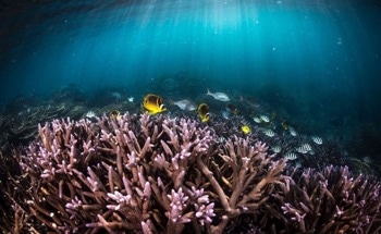 AI Models Outperform Traditional Climate Predictions, Offering New Insights for Coral Reef Futures