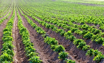 Cover Crops Could Fuel a Greener Future: New Study Finds Up to 70 % Emissions Cuts