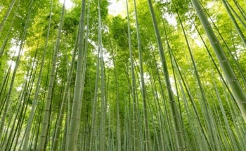 Hybrid 'Grassy Tree' Plants Offer Carbon Storage Benefits and Community Sustenance