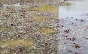 Accelerated Nitrate to Ammonia Conversion with Sustainable Catalyst