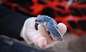 Just a Few Plastic Pieces Can Kill: New Study Reveals the Deadly Toll on Marine Wildlife