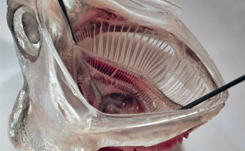 Fish Gill-Inspired Filter to Remove Microplastics from Washing Machine Wastewater