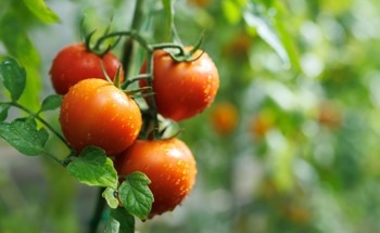 Agri-Photovoltaics for Tomato and Energy Production