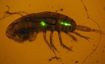Biological Pumps: How Zooplankton are Transporting Microplastics to the Ocean Depths