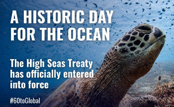 Historic High Seas Treaty Enters Into Force, Launching a New Era of Global Ocean Governance