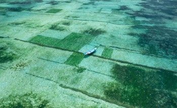 Seaweed Farming Could Remove Millions of Tons of CO₂ Each Year, Study Finds