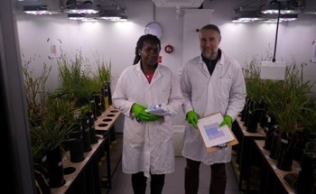 Low Energy Kelp Provides Crop Yield Benefits with Breakthrough Results