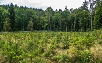 New Study Warns Carbon Removal Plans Could Threaten Biodiversity Hotspots