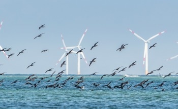 Free OCcAM Seabird Mortality Tool Launches Latest Update for Offshore Wind Industry