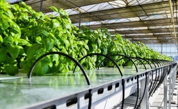 Research and Innovation Partnership Boosting Food Productivity, Expansion into India