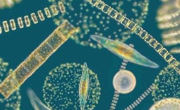 AIMPLAS Participates in a Project to Develop 10 Algae-Based Products for 5 Key Sectors