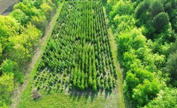 Microbial Necromass Boosts Soil Carbon and Nitrogen in Semi-Arid Afforestation