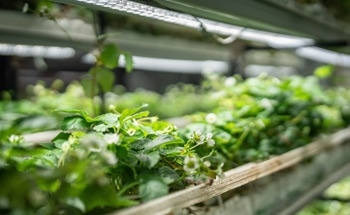 Polydopamine Nanosheets Boost Artificial Photosynthesis Efficiency