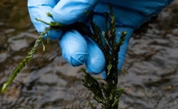 Researchers Target Methane Emissions with New Moss-Based Solution