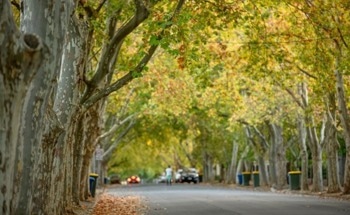 Street Trees Deliver $1.50 Return for Every Dollar Invested