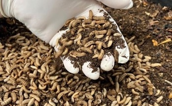 Waste Not, Want Not: Farming Insects for Human Food
