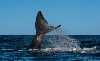 The Hidden Cost of Offshore Wind and the $7 Million Solution That Could Save Right Whales