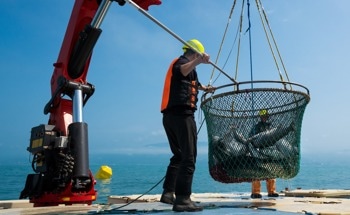 Solar Thermoelectric Cooling System Minimizes Environmental Impact of Fishing