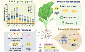 Microplastics Can Reshape How Vegetables Absorb “Forever Chemicals”