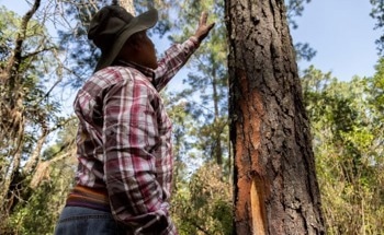 Indigenous Peoples Highlight Their Role in Driving Rural Economies and Protecting Nature