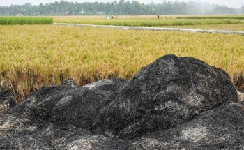 Can Biochar Help Anammox Wastewater Treatment Get Over Its Slow Start?