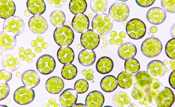 Real-Time CO2 Sensing Tracks Carbon Dynamics in Microalgae