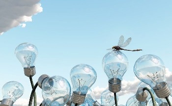 The Vital Role of Insect Biodiversity in Supporting Vertebrate Life