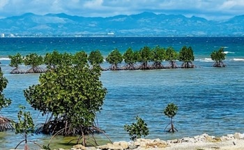 Wave ‘Windows’ Could Save Mangrove Forests Around the World